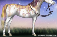 Horse Color:Watercolor Plaid  White Spotted Liver Chestnut Splash Rabicano 