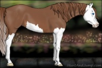 Horse Color:Chestnut Splash 