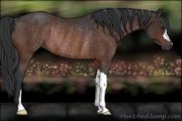 Horse Color:Brown Rabicano 