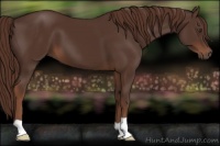 Horse Color:Liver Chestnut 