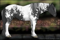 Horse Color:White Spotted Black Tobiano 