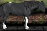 Horse Color:Black Tobiano 