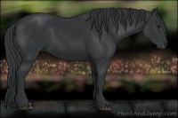 Horse Color:Black 