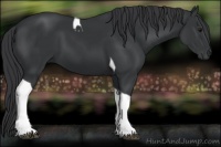 Horse Color:Black Tobiano