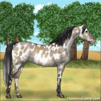 Horse Color:White Spotted Brown Dun Appaloosa 