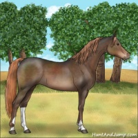 Horse Color:Liver Chestnut Sabino 