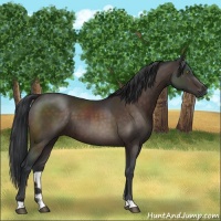 Horse Color:Brown 
