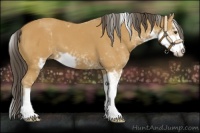 Horse Color:Buckskin Sabino 