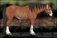 Horse Color:Bay Sabino Rabicano