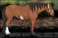 Horse Color:Bay 