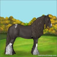 Horse Color:Smoky Black Appaloosa 