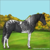 Horse Color:Black Tobiano 