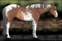 Horse Color:Bay Sabino Tobiano Rabicano 