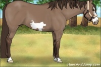 Horse Color:Liver Red Dun Frame
