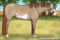 Horse Color:Red Dun Frame 