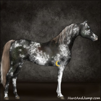 Horse Color:White Spotted Liver Chestnut Ice 