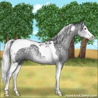 Horse Color:Silver Black Chinchilla Splash Tobiano 