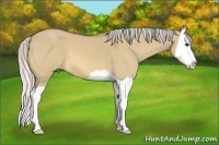 Horse Color:Unknown 