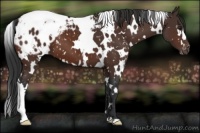 Horse Color:White Spotted Brown Blanket 