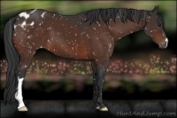 Horse Color:Brown Appaloosa