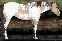 Horse Color:White Spotted Brown Dun Snowcap 