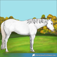 Horse Color:White Spotted Chocolate Palomino Appaloosa 
