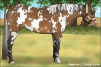 Horse Color:White Spotted Buckskin Snowflake Varnish 