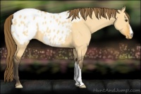 Horse Color:Buckskin Dun Blanket