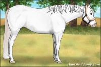 Horse Color:White Spotted Silver Bay Dun Appaloosa