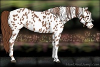 Horse Color:Chestnut Appaloosa