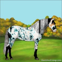 Horse Color:Buckskin Sabino 