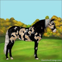 Horse Color:Palomino Splash Tobiano Appaloosa 