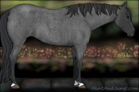 Horse Color:Blue Roan 