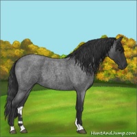 Horse Color:Blue Roan 