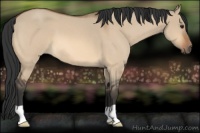 Horse Color:Bay Roan Dun