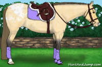 Horse Color:Buckskin Roan Appaloosa