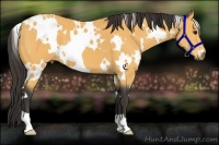 Horse Color:White Spotted Buckskin 