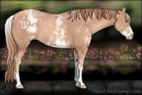 Horse Color:White Spotted Gold Champagne Rabicano 