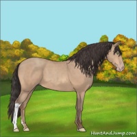 Horse Color:Amber Champagne 