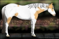 Horse Color:Buckskin Tobiano Frame 