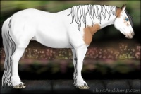 Horse Color:Bay Splash Tobiano Frame 