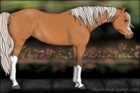 Horse Color:Silver Bay 