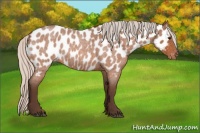 Horse Color:Silver Bay Roan Appaloosa 