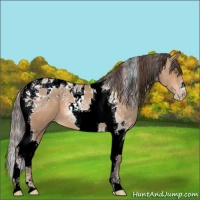 Horse Color:Amber Champagne Tobiano Blanket