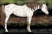 Horse Color:Bay Dun Near Leopard 