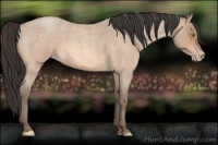 Horse Color:Amber Champagne Roan 