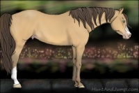 Horse Color:Amber Cream Champagne 