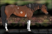 Horse Color:Bay Tobiano 