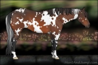 Horse Color:White Spotted Bay 
