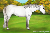 Horse Color:Gray Silver Smoky Grullo Roan 